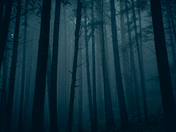 Forest Fog