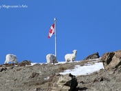 Dall Sheep