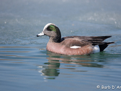 Male America Wigeon