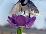 waiting for spring...2