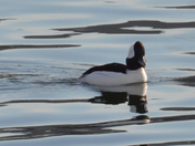Bufflehead Duck