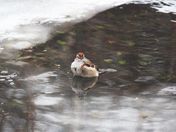  Winter Sparrow : pond visit
