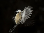 Black Capped Chickadee In Flight 