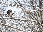 Eagle Gazing