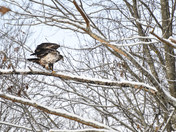 Eagle Gazing