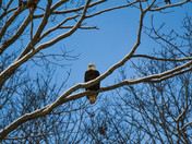 Eagle Gazing