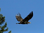 Golden Eagle