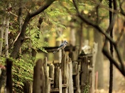 Blue Jay on a Fence