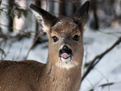 Deer of Rockwood Park