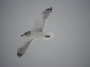 Herring Gull