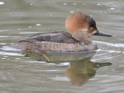 Female Hooded Merganser