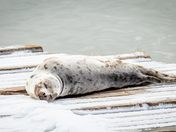 Harbour Seal