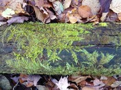 Moss growing on a log looks like a painting!