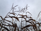 Cornstalks to heaven