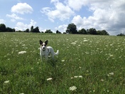 As pretty as a flower