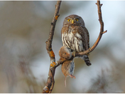 Northern Pygmy Owl