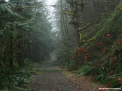  A  nice walk on a Bleak Day