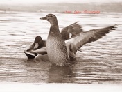 Streaching My Wings B&W