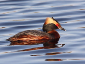 rippled reflections of a horned grebe