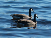 Canada geese