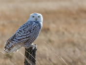 Snowy Passing Through