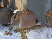 Mourning Doves