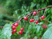 Red Berries in the Rain