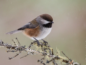 Boreal Chickadee in Algonquin Provincial Park, Ontario