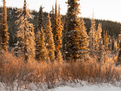 Early morning, Stewart-Cassiar highway, B.C.