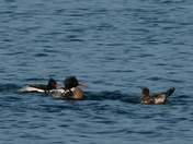 Mergansers