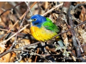 PAINTED BUNTING.....just visiting
