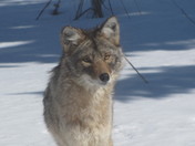 coyote