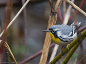 Yellow-throated Warbler