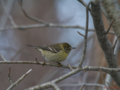 Pine Warbler