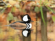 Hooded Merganser