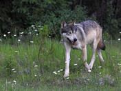 Wolf in Kootenay