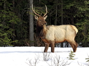 Wapiti