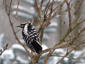Downey Woodpecker