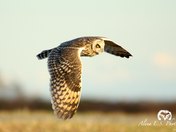 Short-Eared Owl In Flight
