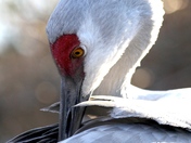 Sandhill Perspective