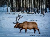 Elk