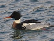 red breasted merganser