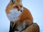 Red Fox