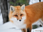 Red Fox 2