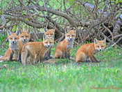 Fox Pups