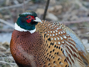 Ring Necked Pheasant 