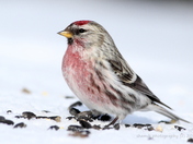 Common Redpoll (Male)