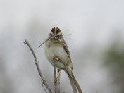 Biard's Sparrow.