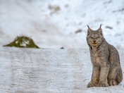 The Canada Lynx