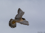 Peregrine Falcon